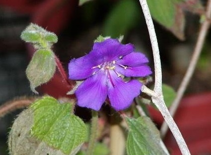 Pleroma Species, Climbing Pleroma, Climbing Tibouchina