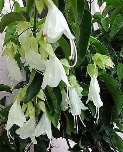 Oxera Species, Royal Creeper