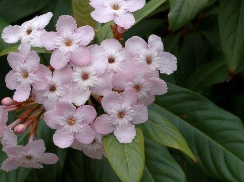 Luculia Species