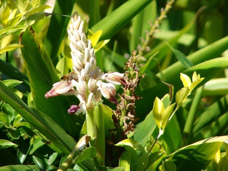 Alpinia Species, Indian Ginger, Snap Ginger