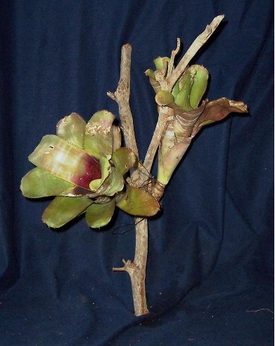 Aechmea Bromeliad, Urn Plant Sangria