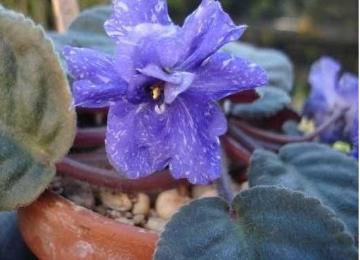 African Violet Rainbows Quiet Riot