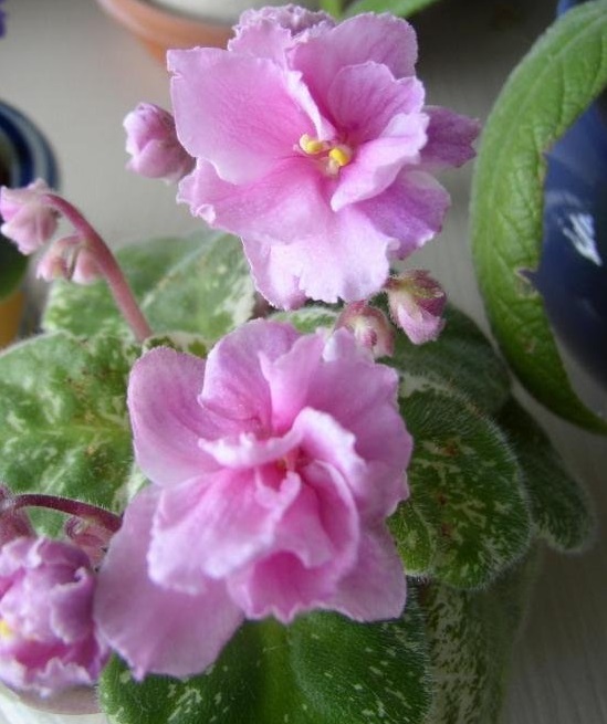 African Violet Strawberry Sundae