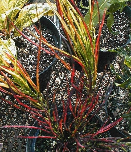 Croton Picassos Paintbrush