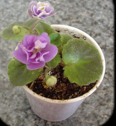 Saintpaulia, African Violet Peppermint Girl