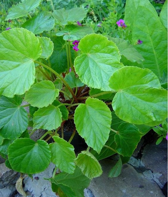Begonia Species, Hardy Taiwan Begonia
