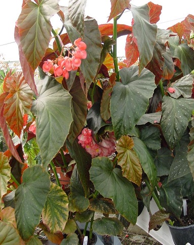 Begonia, Cane Begonia Raspberries For Ronnie