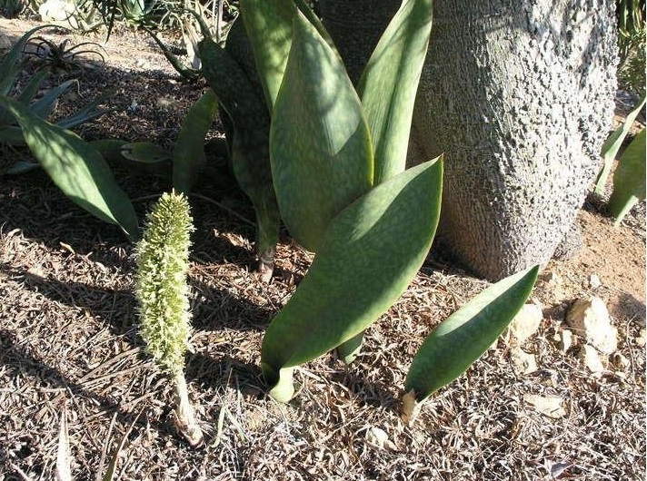 Sansevieria Species, Snake Plant, Masons Congo Sansevieria