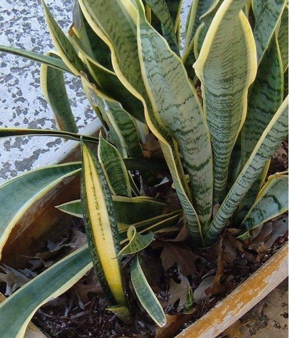 Sansevieria, Snake Plant, Mother-in-Laws Tongue Forescate