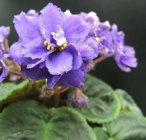 African Violet Steel Blue