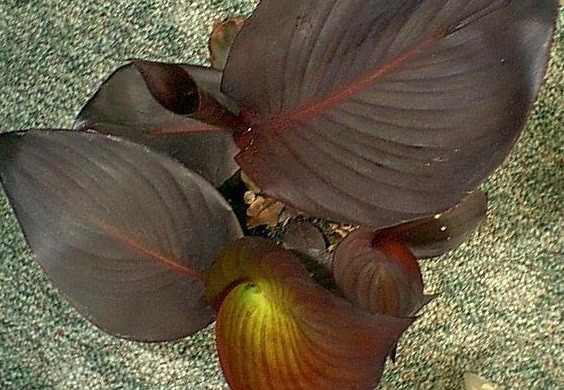 Canna Lily Tropicanna Black