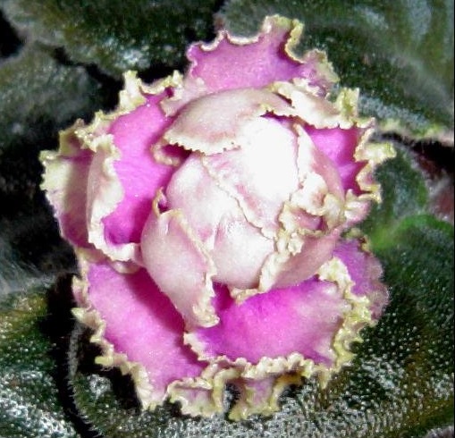 African Violet Wranglers Green Pastures