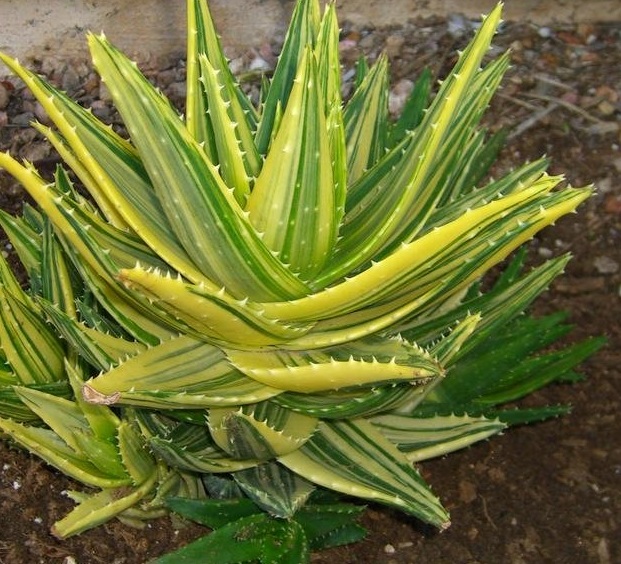 Aloe, Aloe Mitre, Gold-Tooth Aloe Variegata