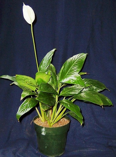 Spathiphyllum, Peace Lily Lynise