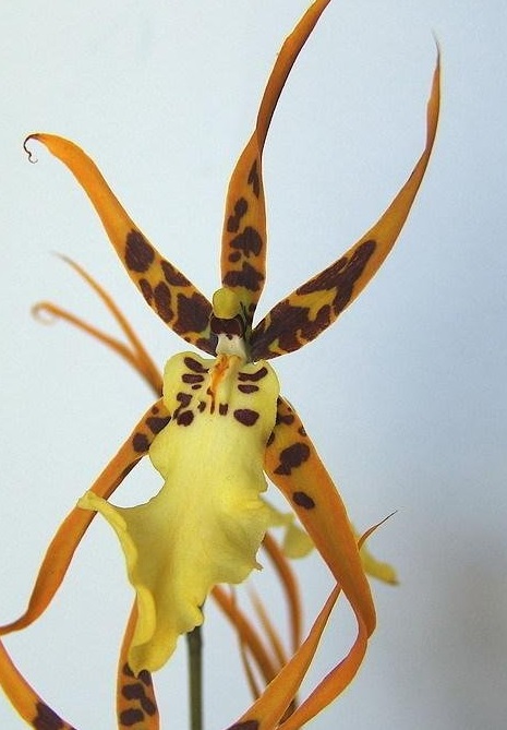 Orchid, Brassidium Shooting Star Black Gold