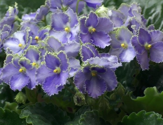 African Violet, Space Violet Optimara EverGrace
