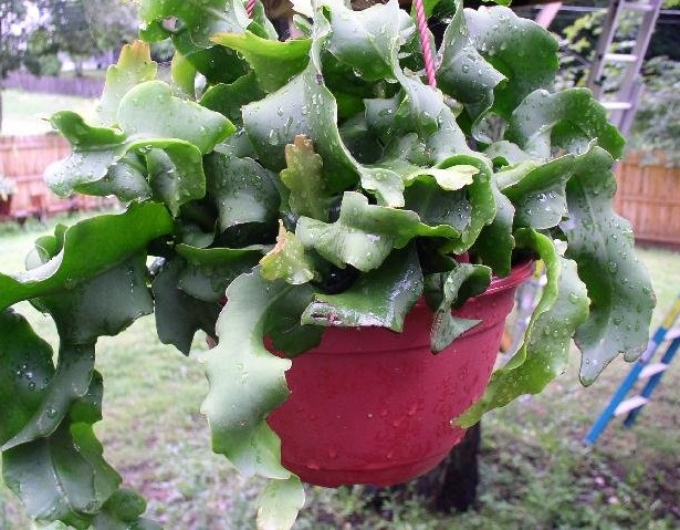 Epiphyllum