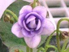 African Violet 'Optimara Little Cheyenne'