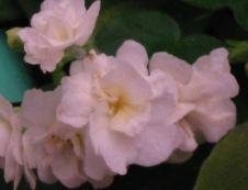 African Violet Lollipop