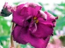 African Violet Apache Redcoats