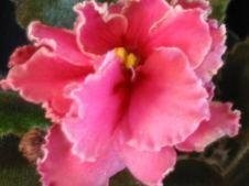 African Violet Island Coral