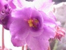 African Violet Java