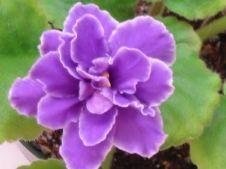 African Violet Mellow Fellow