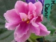 African Violet 'Music Box Dancer'
