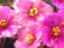 African Violet 'Ness' Fantasy Gold'