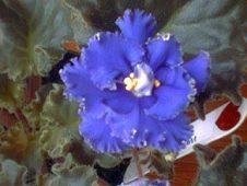 African Violet Windy Day