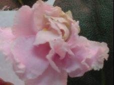 African Violet Wranglers Jealous Heart