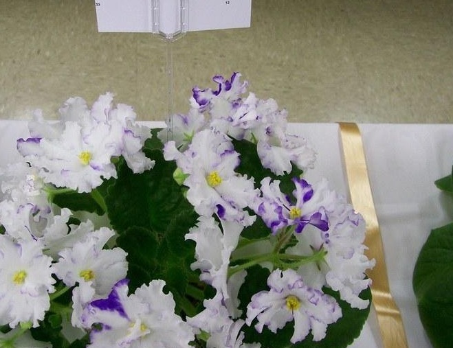 African Violet Arctic Frost