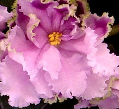 African Violet 'Louisiana Lullaby'