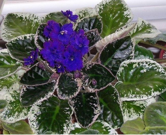 African Violet Private Dancer