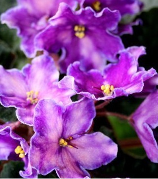 African Violet Stargate