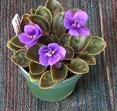 African Violet 'Mickey Mouse'