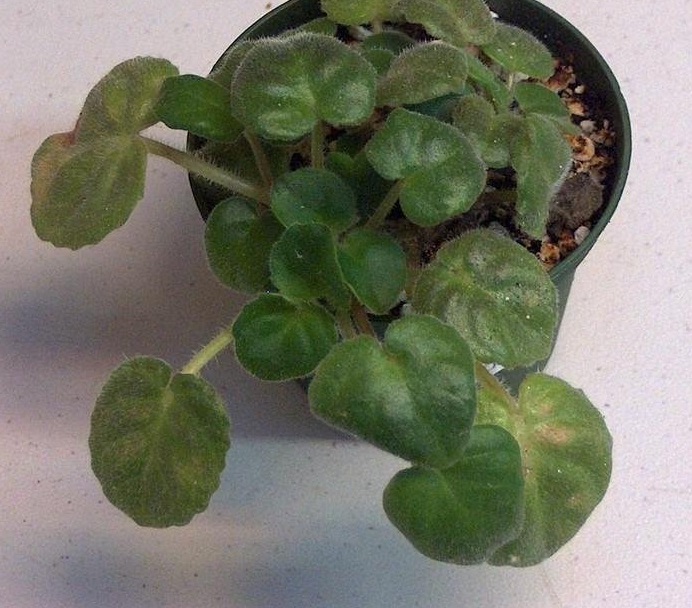 African Violet Sweet Sam