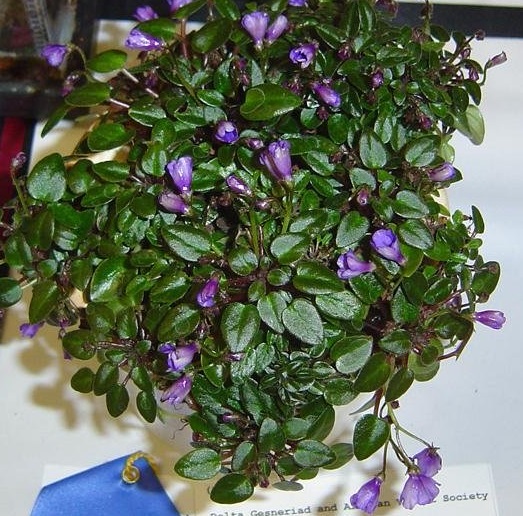 African Violet Teeny Bopper