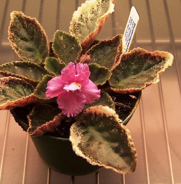 African Violet Country Cider