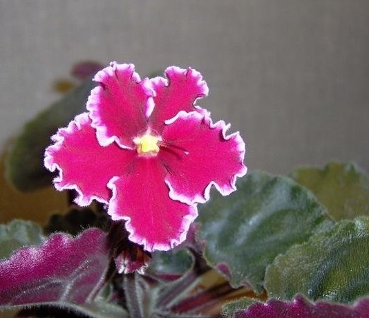 African Violet Emergency