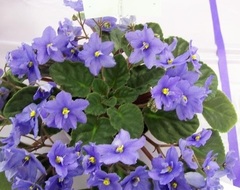 African Violet 'Granger's Wonderland'