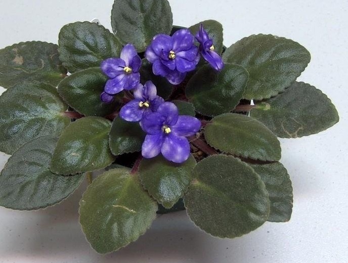 African Violet Ness Blueberry Puff