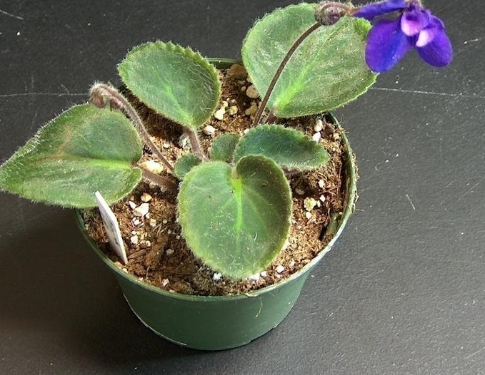African Violet Nymph Fly