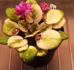 African Violet 'Honeysuckle Rose'