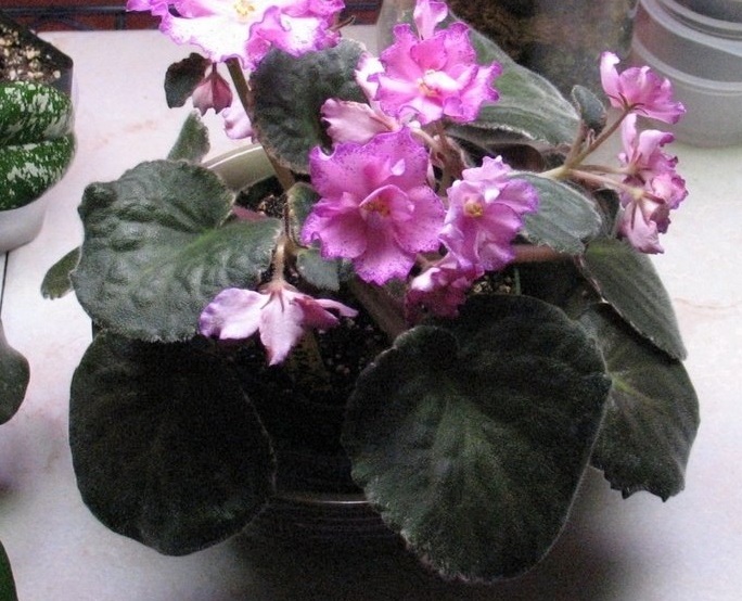 African Violet Buckeye Colossal