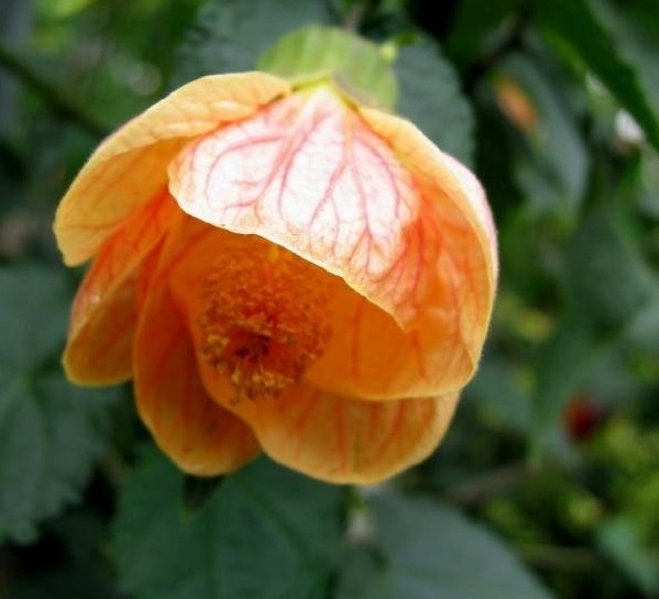 Abutilon Cultivar, Flowering Maple Apricot Glow