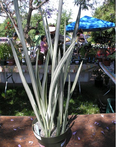 Sansevieria Bantels Sensation