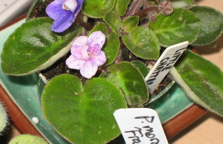 African Violet Little ChatterBox