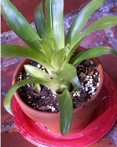 Vriesea Bromeliad