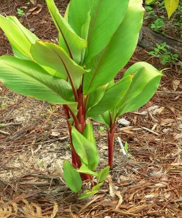 Curcuma, Hidden Ginger Scarlet Fever